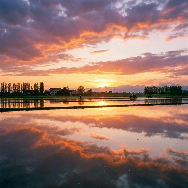 Risò: l'oro di Vercelli